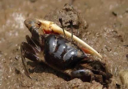 海鲜|渔民整理的海鲜大全,以后再也不怕不认识海鲜了