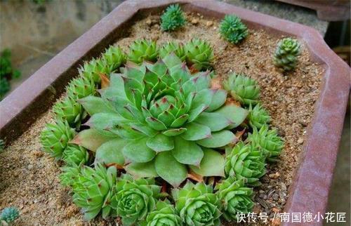 耐寒|3种普货多肉,耐寒又好养,冻一冻颜色更鲜艳,适合新手养!