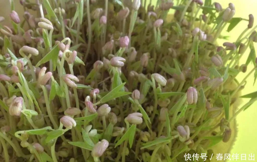 冬天也能快速收获的蔬菜,放在阳光下喷点水,七天就能吃一次