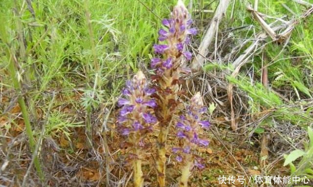 山沟1种“不老草”,爱长蒿草边,祸害农田惹人嫌,谁知是贵草药!