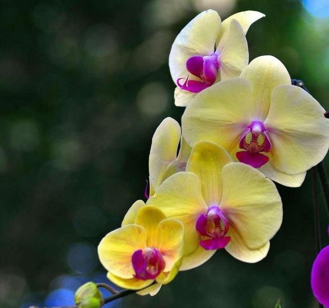 年宵花蝴蝶兰到手后怎么养?做好这6点,赏花无忧