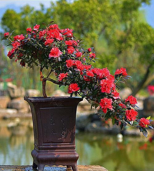  杜鹃花|最简单的管理，让你的杜鹃花开完花之后不用扔了