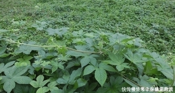 拉拉秧|农村一种野草俗称“拉拉秧”,人见人烦,殊不知它的药用价值很高