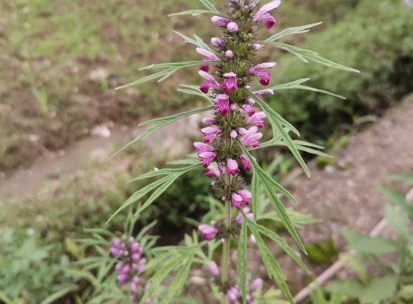 凉拌|65种野菜图片，带你认识不同的野菜和吃法，你想要的野菜这里都有