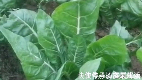 补钙|菜地里的一种菜,很多人不喜欢吃,却是天然的补钙菜
