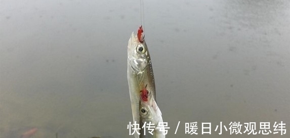 钓友们|钓白条的钓法很多种,你最喜欢哪种钓法?大爷这种钓法很无解