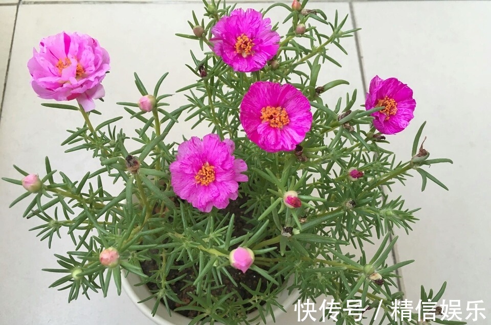 路边挖棵“太阳花”,学会2招,养一年变“老桩”,能开多色花