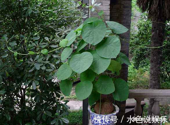 山乌龟|萌盆栽 ，左看”金不换“，右看”王八蛋“，聚财高手，教你养法