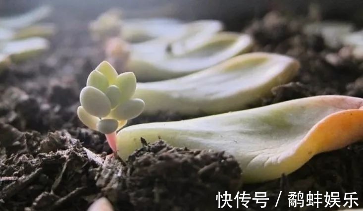 扦插多肉掌握这秘诀，用手摘下来的几片叶子能培育成新的盆栽