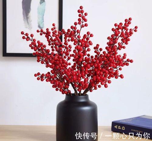 “新宠”北美冬青气质款植物,观果植物中的轻奢品