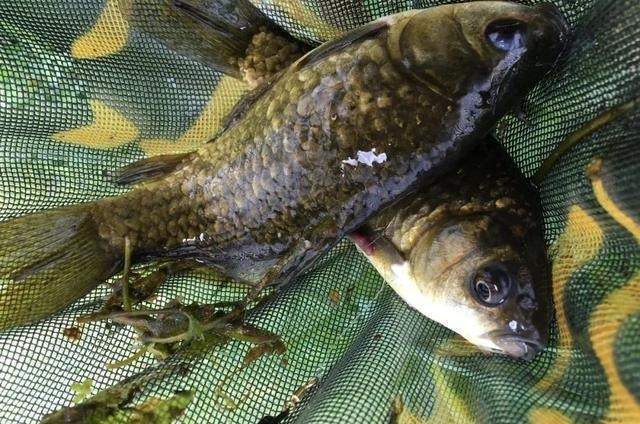 钓鱼中的“黑话”知多少?能听懂10个以上的是老钓手