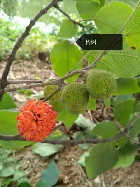150种常见植物及花卉，你认识几个？