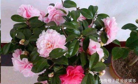 茶花生长,四季有“规律”,秋天这样养,花苞巴掌大,砰砰开大花