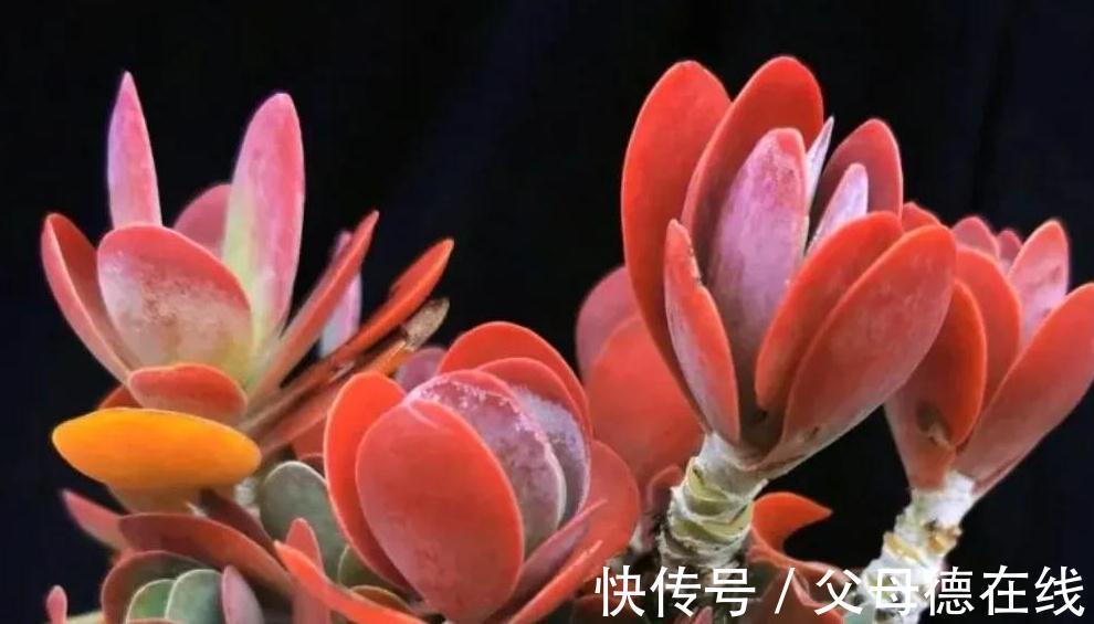 紫乐|6种大普货多肉,真的好养易出状态,秋冬上色后超级漂亮