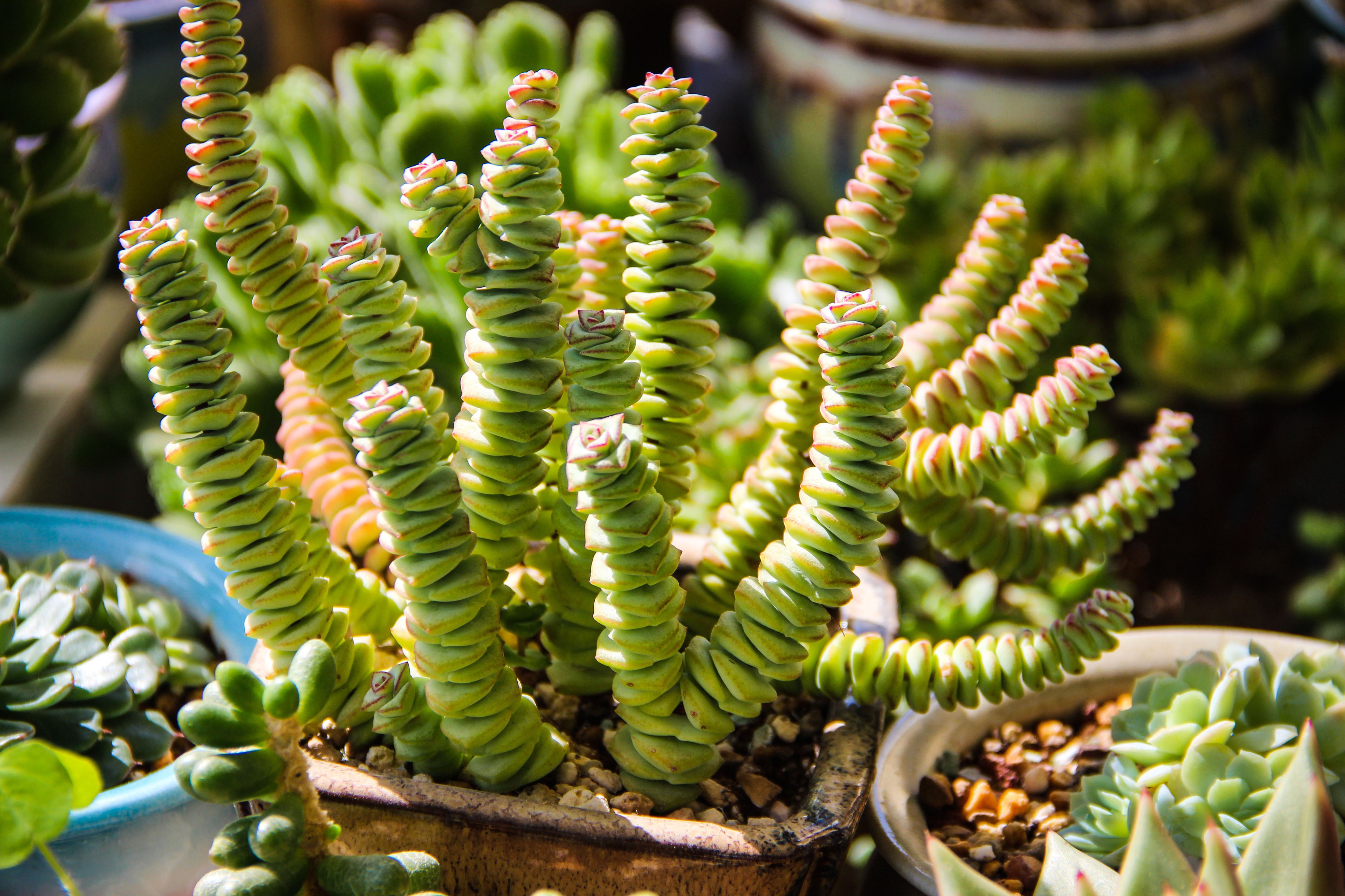 多肉“钱串景天”这么养!几个月就能叶色出锦、疯长爆盆!