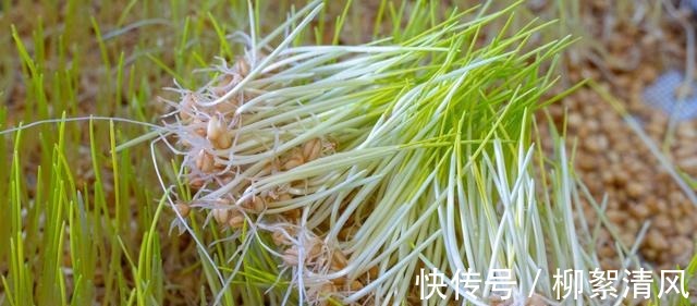纯正手工麦芽糖做法，从发麦芽开始详细讲解，口感香甜醇厚又好吃！