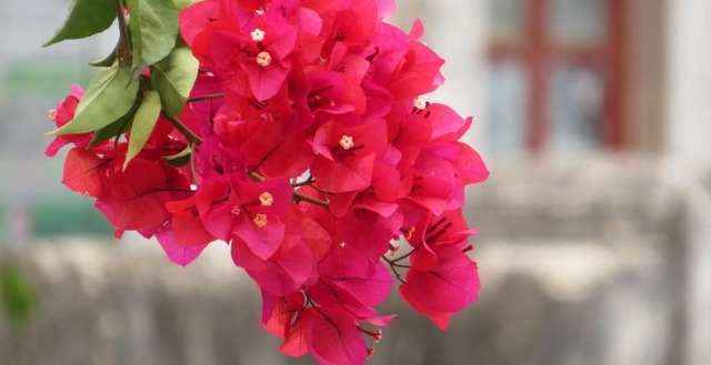 此植物被称“开花机器”，在家养一盆，能开“100”朵，真漂亮！