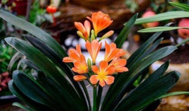 花肥|什么淘米水、啤酒水,都不如1勺颗粒,浅埋盆土里,根壮叶肥