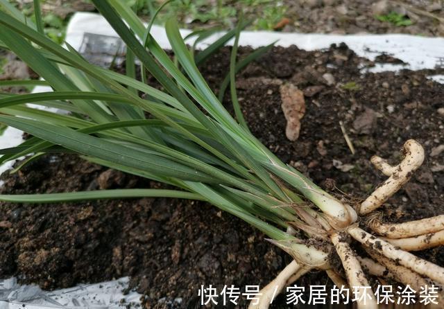 兰花|用细土种植兰花，真的会烂根腐苗吗？兰友：真正的窍门没弄懂