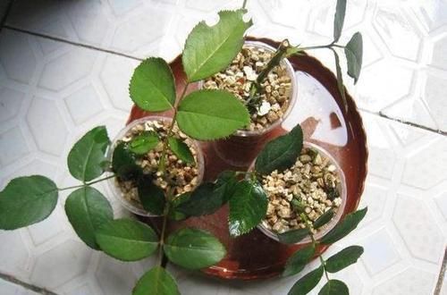  生根|月季花、三角梅掐根枝，埋进土里就生根，自己一盆能变好几盆