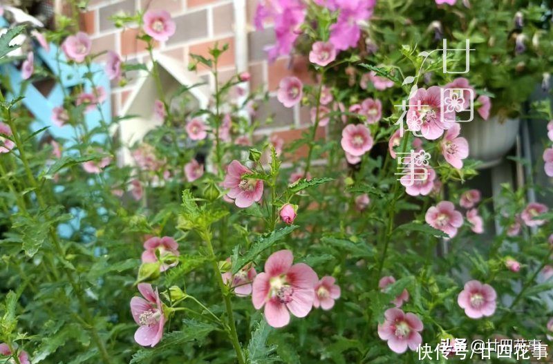 叶片|4种花，趁着七月扦插一波，生根快好成活，明年阳台变花海