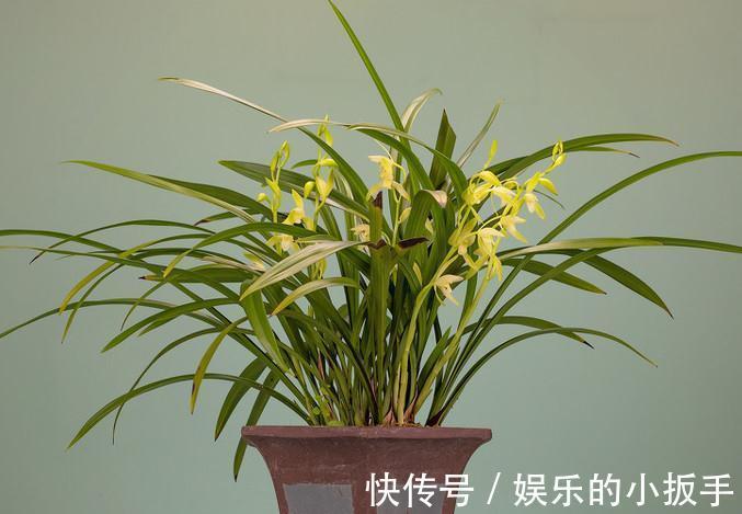 浅谈养兰之道,如何正确给兰花浇水,让它长势旺盛