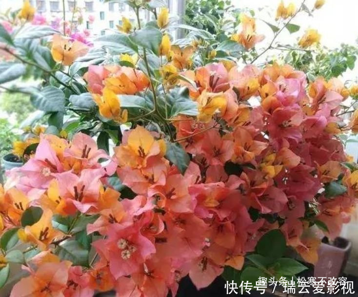 长寿花|养花就养几种花,家里养一盆,1个月不浇水,照样养得旺