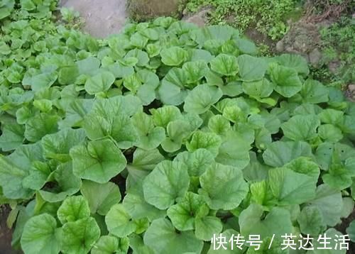 长势|曾是“百菜之王”,腊月烧粥很美味,今却成野菜,农民拿来喂猪