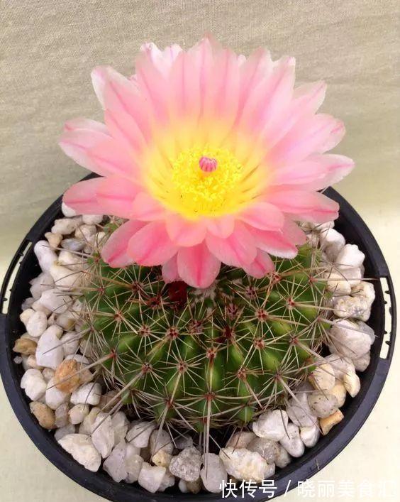 10种花“冷天”长得慢，“穷养”多晒更健壮，不然易烂根，难过冬