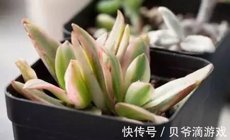 水和光多少是适量,50种常见多肉植物度夏攻略