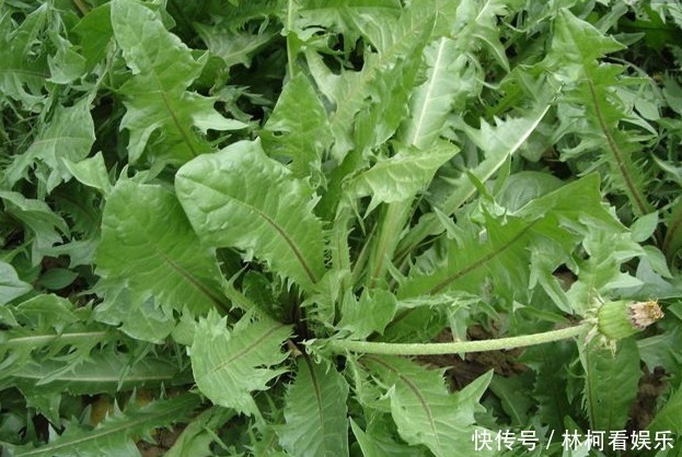 癞蛤蟆草|消化不良,多吃3种路边野草,清热解毒,凉血利尿,风味俱佳