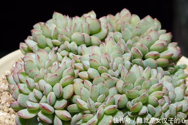 阳台的多肉怎么养才漂亮7个细节做到了，效果就是不一样！