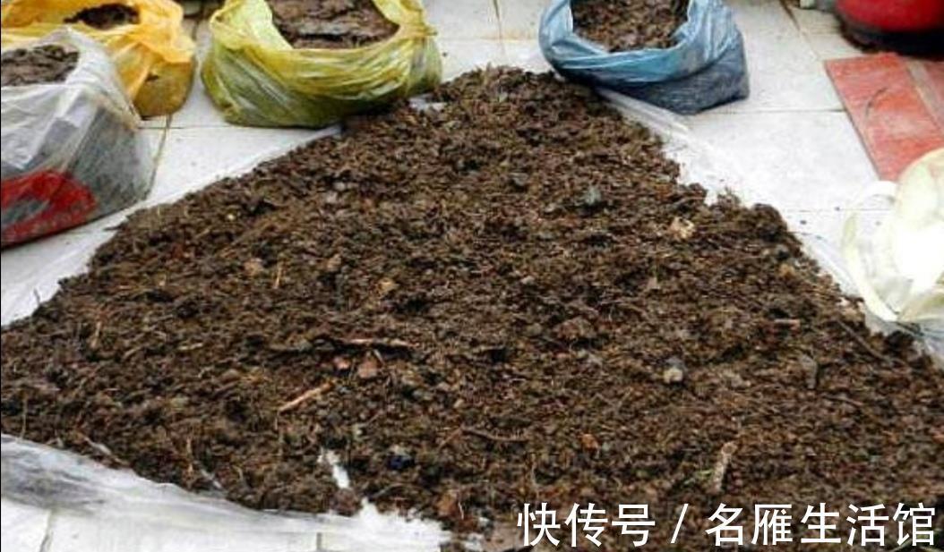 病害|换下来的旧花土不要扔,简单处理一下,还能再用