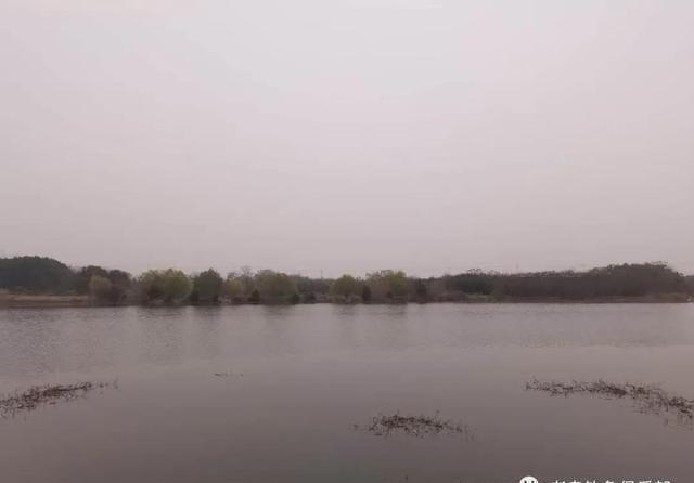 巧用|巧用生鲜鲫鱼饵,小野河爆连