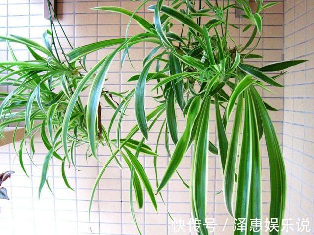干尖|这3种花养久了要“换盆”，老根旧根修剪掉，干尖黄叶都不来
