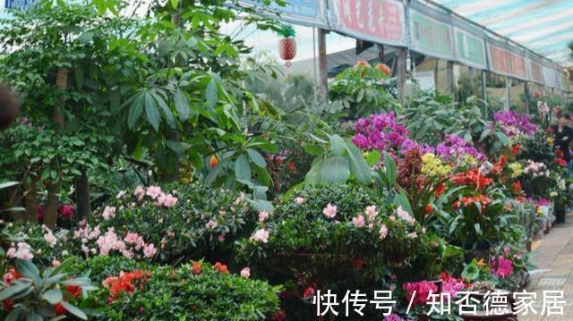 死翘翘|5种“降价花”,九月不要买,买了养不好,白白浪费钱