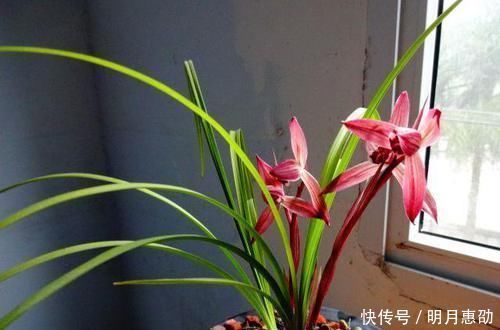 曾争相抢购的兰花,现白菜价,花色鲜红,落地就生根,是兰花铭品