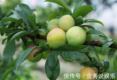 蜂蜜|聪明的人都爱吃此果子,清肝利水,清肠排毒,肌肤细腻有光泽!