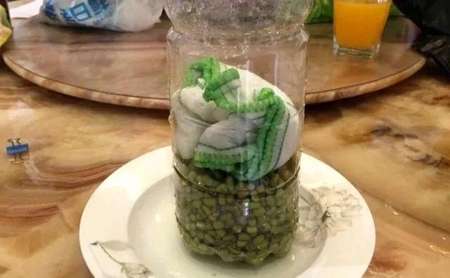 雪碧瓶|想吃豆芽1个“雪碧瓶”就能做,只要花个豆子钱,7天冒出一桶