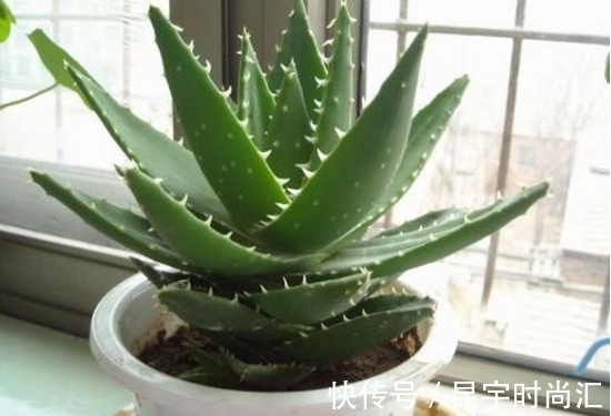 养花试试这几款,能够好好观叶,又能够赏花,非常养眼