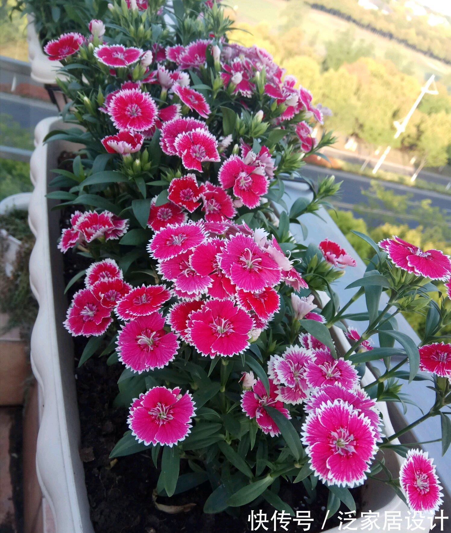 庭院|易泛滥的三种花,看起来却很“可爱”,想养考虑好,别上当