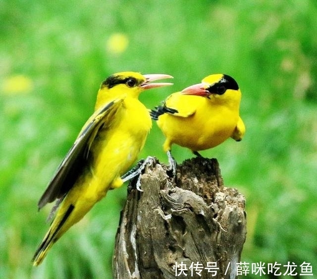 词人@雨水时节,品读《更漏子》,感悟晏殊在春日对故人的思念之情