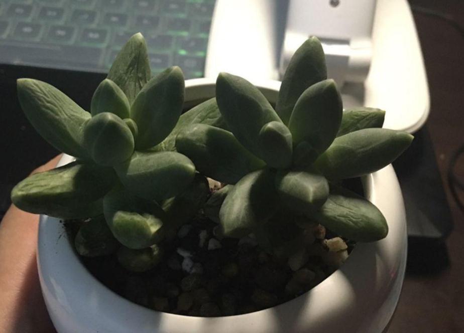 新人居家盆栽多肉，叶子总干巴巴、没精神，该怎么办？