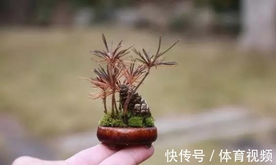 黄杨|微型盆景越来越受欢迎,这里是它们的“集中营”,都是你想知道的