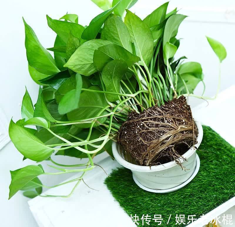 浇花|浇花用这3种“水”，水肥兼顾，省劲又效果好，制作方法简单