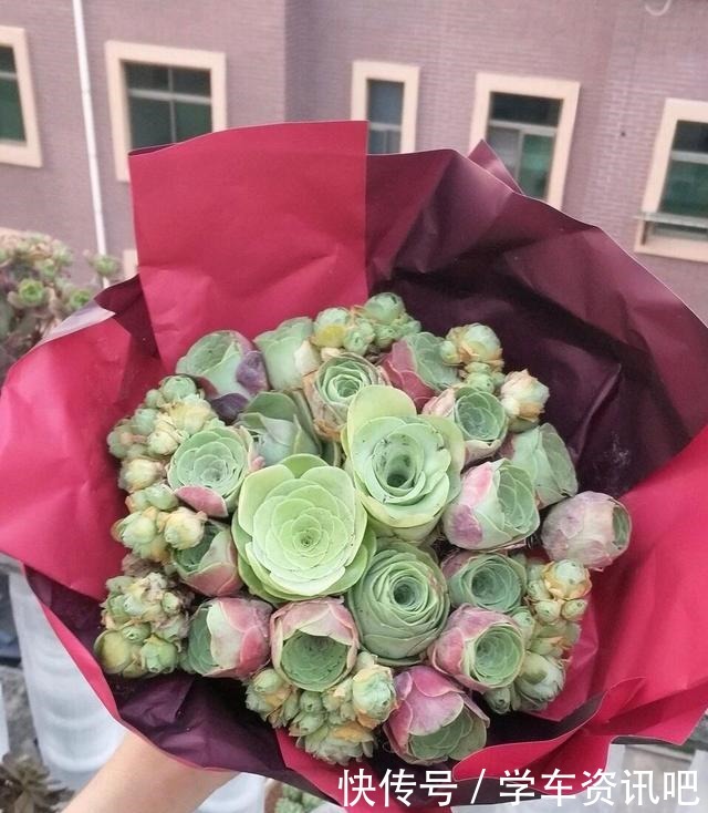 1种多肉“玫瑰”,做成“手捧花”高颜值,养成老桩更加漂亮!