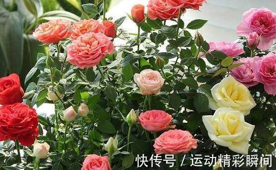 冬天了,3种花狠心剪几刀,来年枝叶疯长,开花一茬接一茬