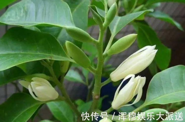 太阳花|养花就养这几款，全年开花不停，沾点水就疯长，开花勤还爱爆盆