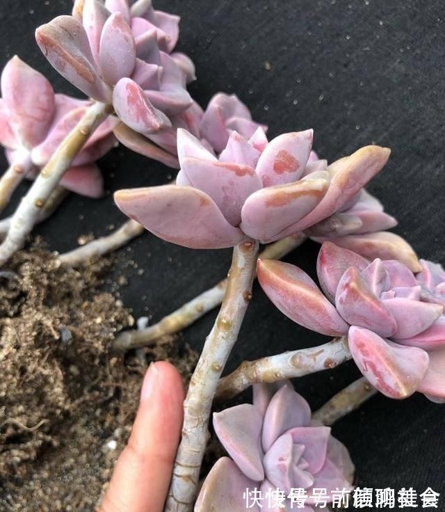 光照|一种紫色“多肉”,5个养护小技巧,叶片肥,长成群生的漂亮老桩