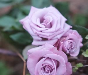 推荐10款蓝紫系月季，仙气十足，总有一款是你喜欢的